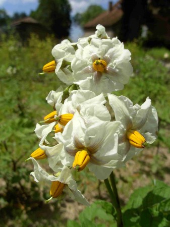 Fleurs de pomme de terre